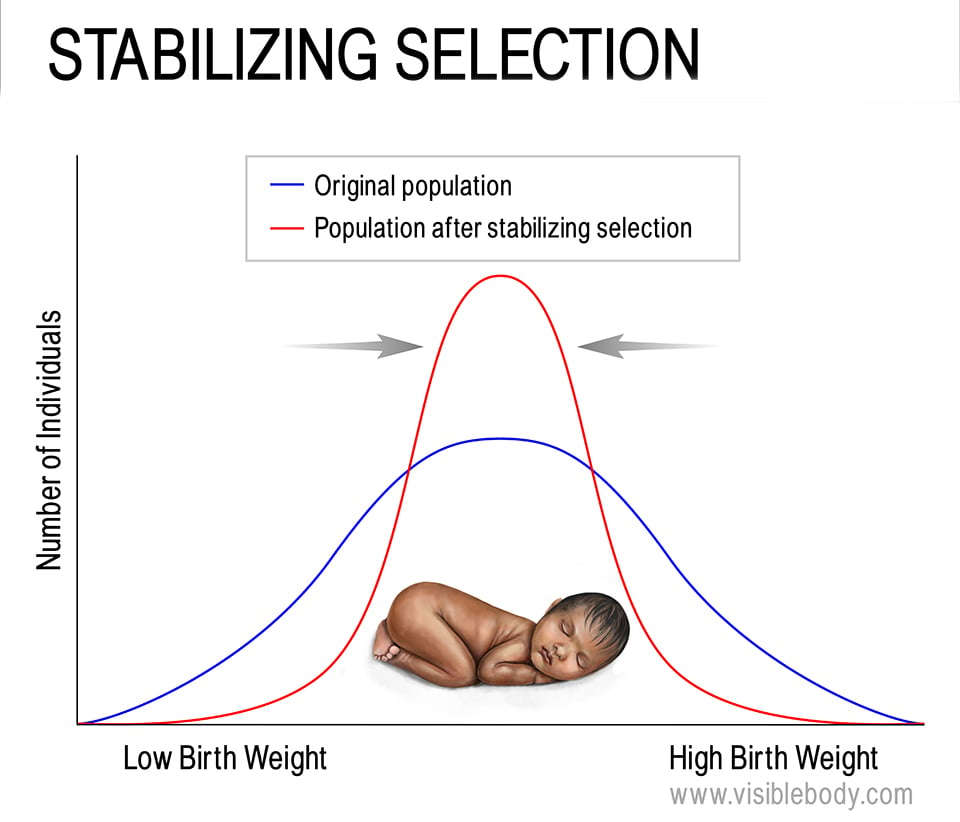 Stabilizing selection selects against “extreme” phenotypes, leading to an increased frequency of traits in the middle of a range.