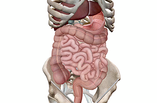 Digestion & Excretion 