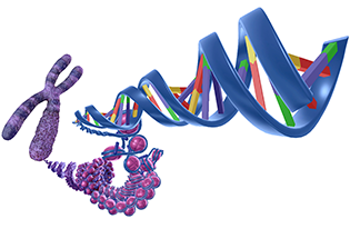 Chromosomes and DNA Structure