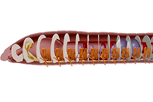 Earthworm Dissection