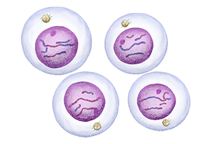 Meiosis