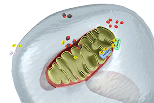 Cellular Respiration