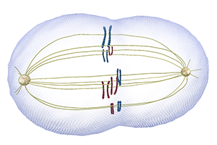 Mitosis