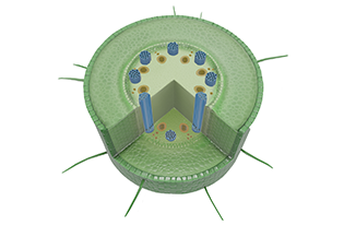 Monocot and Dicot Plant Structure