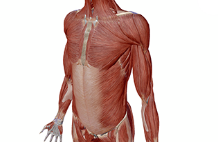 Musculoskeletal System