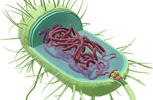 3d model of a prokaryotic cell