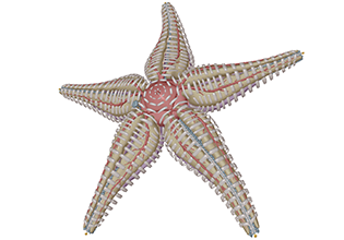 Sea Star Dissection