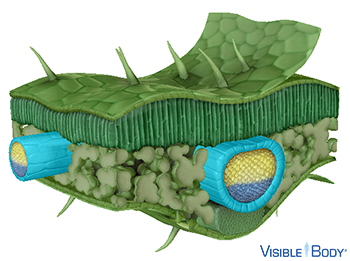 Bundle sheaths protect the vascular structures and play a role in photosynthesis.