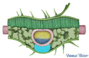 In dicot stems and leaves, collenchyma cells can be found in tissues where growth is occurring, such as near vascular cambium.