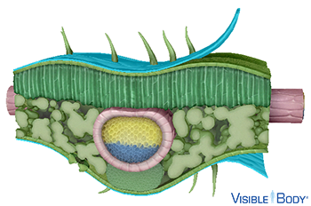 The cuticle is a protective covering on the outside of the leaf.