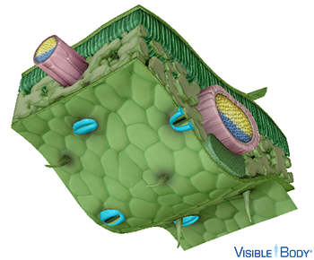 Guard cells regulate photosynthesis and respiration.