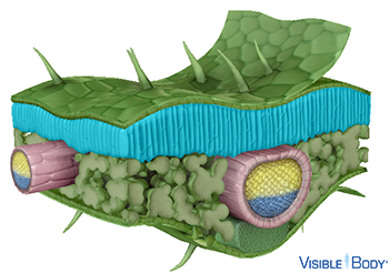 In the palisade mesophyll, parenchyma cells are tightly packed, and their shape is usually polyhedral, elongated, or lobed.