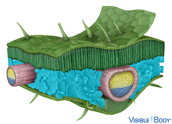 In the spongy mesophyll, parenchyma cells are more loosely arranged, with spaces between them, and their shape tends to be spherical or stellate.