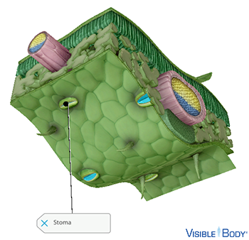 Having stomata only on its lower surface helps the dicot leaf conserve water while having most stomata open.