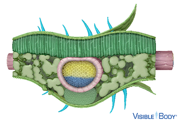 Trichomes protect the plant from damage.