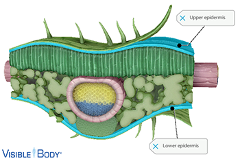 Leaves have two outer dermal tissue layers, the upper and lower epidermis.