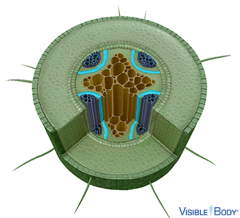 The steles of dicot roots contain a layer of meristem cells, called the cambium (or vascular cambium).