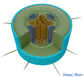 The root's outer dermal tissue layer is the epidermis.