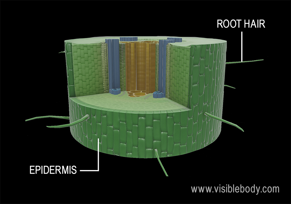 Root hairs increase the root’s surface area to help it maximize water and mineral absorption.