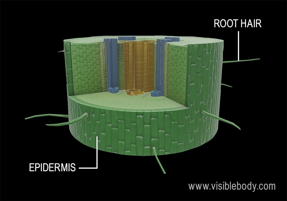 Root hairs vs trichomes Not everyone is straight  ScienceDirect