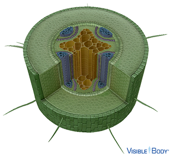 Glossary: Dicot Plants Glossary: Dicot Plants