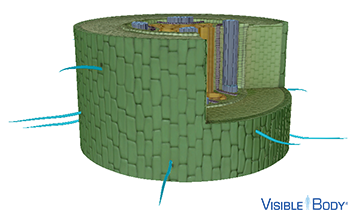 Their large surface area allows root hairs to efficiently absorb water via osmosis and minerals via diffusion.