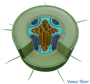Parenchyma cells are the most abundant ground tissue cells, making up the majority of the cortex of dicot roots.