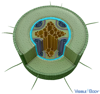 The pericycle is the outermost layer of the stele (or vascular cylinder).