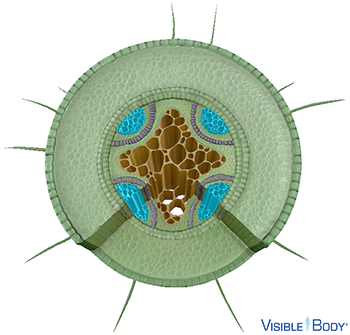 Positive hydrostatic pressure in the phloem moves dissolved sugars and organic compounds from the leaves downward to the stem and roots.