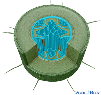 The stele (or vascular cylinder) is in the central region of the root.