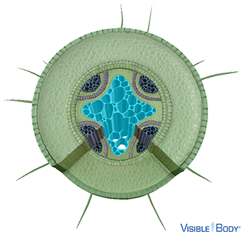 Glossary: Dicot Plants Glossary: Dicot Plants