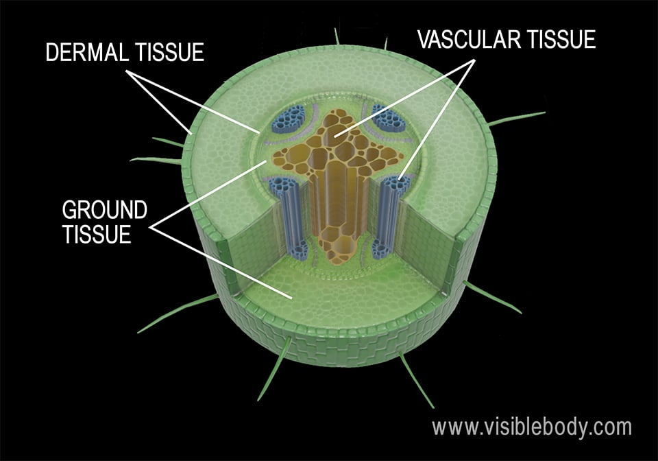 Schematic overview of the bundle morphology and the expression pattern... |  Download Scientific Diagram