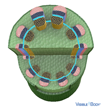 The vascular bundles of dicot stems contain a layer of meristem cells, called the cambium (or vascular cambium).