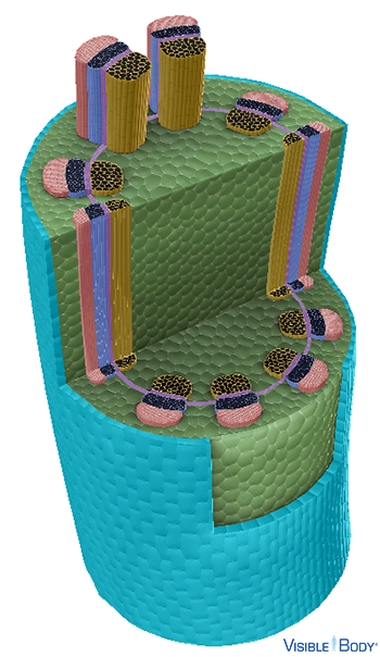 The stem's outer dermal tissue layer is the epidermis.