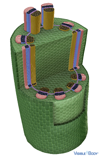 Dicot stems have a ring of vascular bundles, composed of xylem and phloem, that divide the ground tissue into the outer cortex and central pith.