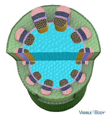 The pith in dicot stems is surrounded by a ring of vascular bundles.