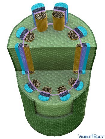 In dicot stems, sclerenchyma cells can be found in tissues where growth has stopped.