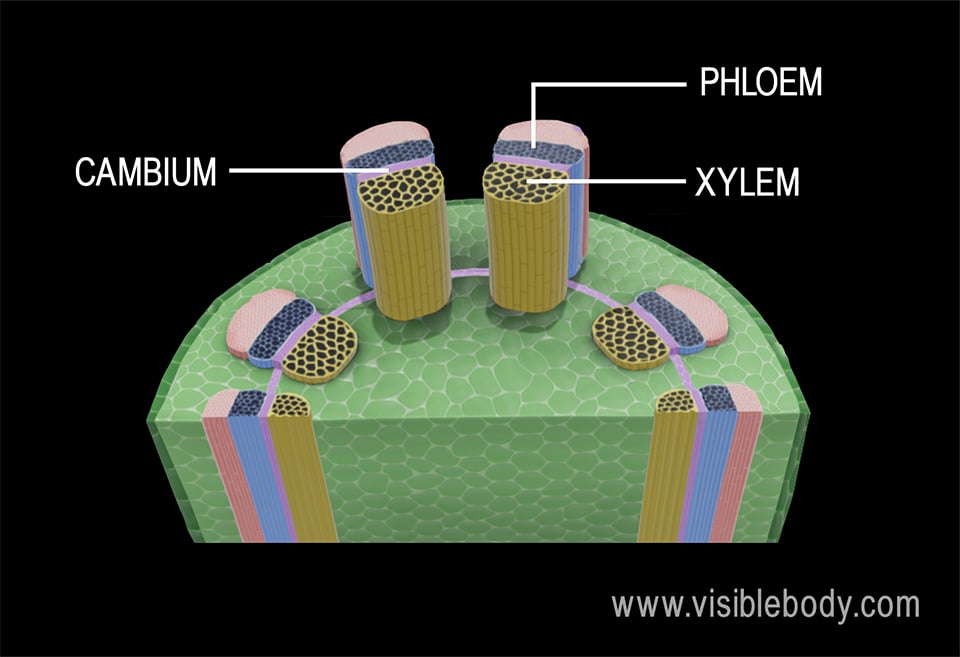 The xylem, phloem, and cambium of a dicot stem.