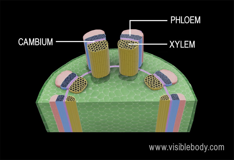 labeling primary growth structures ground tissue