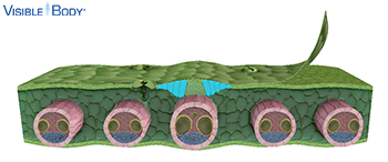 Most monocot leaves have bulliform cells, large, round cells grouped on the upper surface, usually near the midrib.