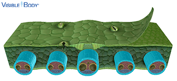 Bundle sheaths protect the vascular structures and play a role in photosynthesis.