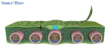 In monocot and dicot leaves, sclerenchyma cells can be found in tissues where growth has stopped