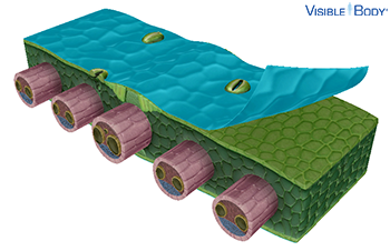 The cuticle is a protective covering on the outside of the leaf.