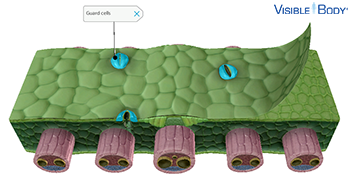 Guard cells regulate photosynthesis and respiration.