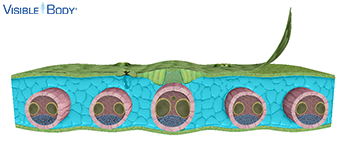 The leaf's ground tissue, called the mesophyll, separates the upper and lower epidermis.
