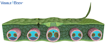 Parenchyma cells are the most abundant ground tissue cells, making up the majority of the cortex, pith, and mesophyll of monocot and dicot roots, stems, and leaves.
