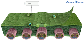In monocot leaves, the upper and lower epidermis both contain stomata.