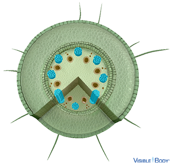 Positive hydrostatic pressure in the phloem moves dissolved sugars and organic compounds from the leaves downward to the stem and roots.