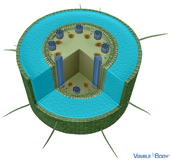 The cortex is a ground tissue region found in monocot and dicot roots.