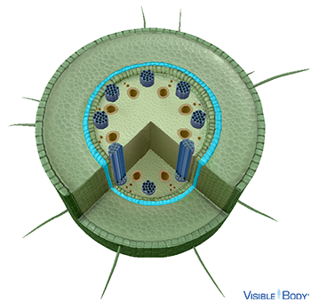 The endodermis regulates the flow of water, ions, and hormones into and out of the vascular structures within the stele.